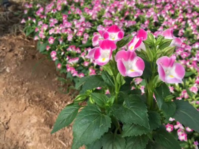 不同種類花卉對肥料的需求有哪些差異？