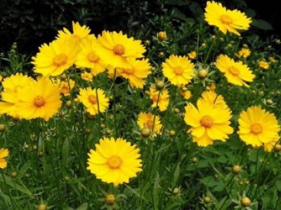宿根花卉品種特色有哪些？