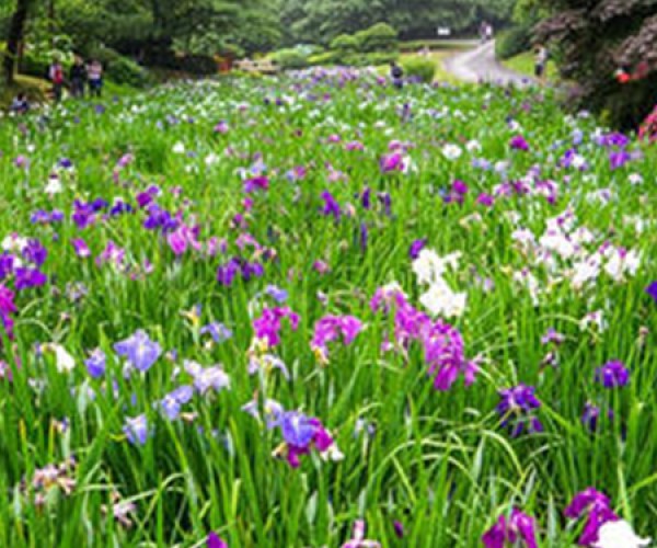 花菖蒲